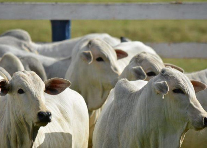 2º Leilão Só Qualidade - Gado de Corte - CANTAGALO-PR