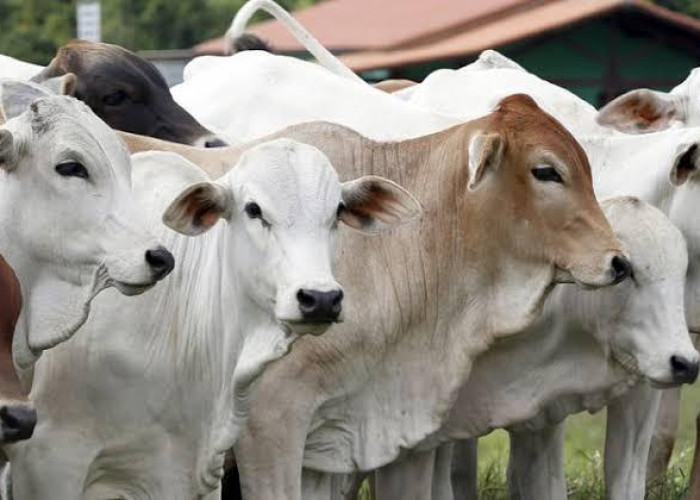 7ºLeilão Força do Campo - Gado de Corte - GUARANIAÇU-PR