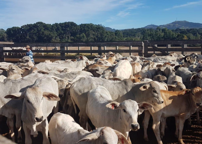5º Leilão da Vitória - Gado de Corte - GUARANIAÇU-PR