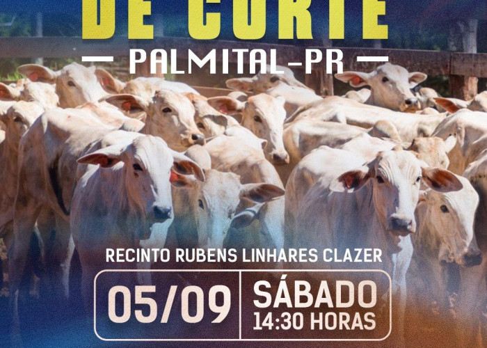 Leilão gado de corte-Palmital- Pr 