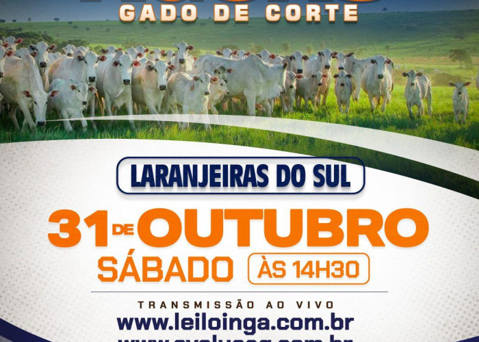 7º Leilao das Águas-Gado de Corte - Laranjeiras do Sul