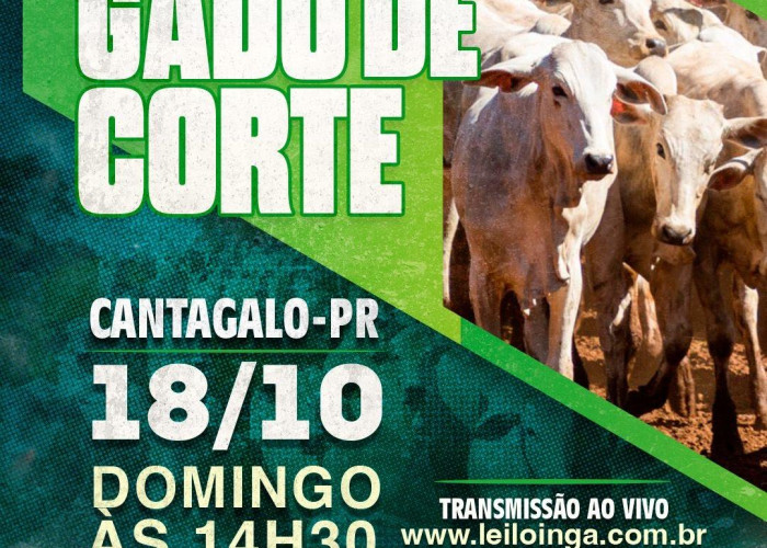 LEILÃO ESPECIAL GADO DE CORTE - CANTAGALO-PR