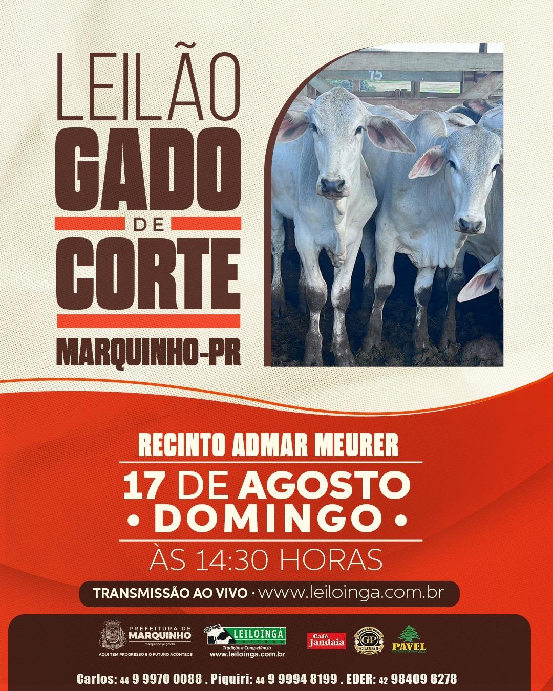 LEILÃO ESPECIAL GADO DE CORTE - MARQUINHO-PR