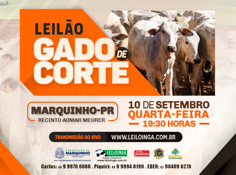 LEILÃO ESPECIAL GADO DE CORTE - MARQUINHO-PR