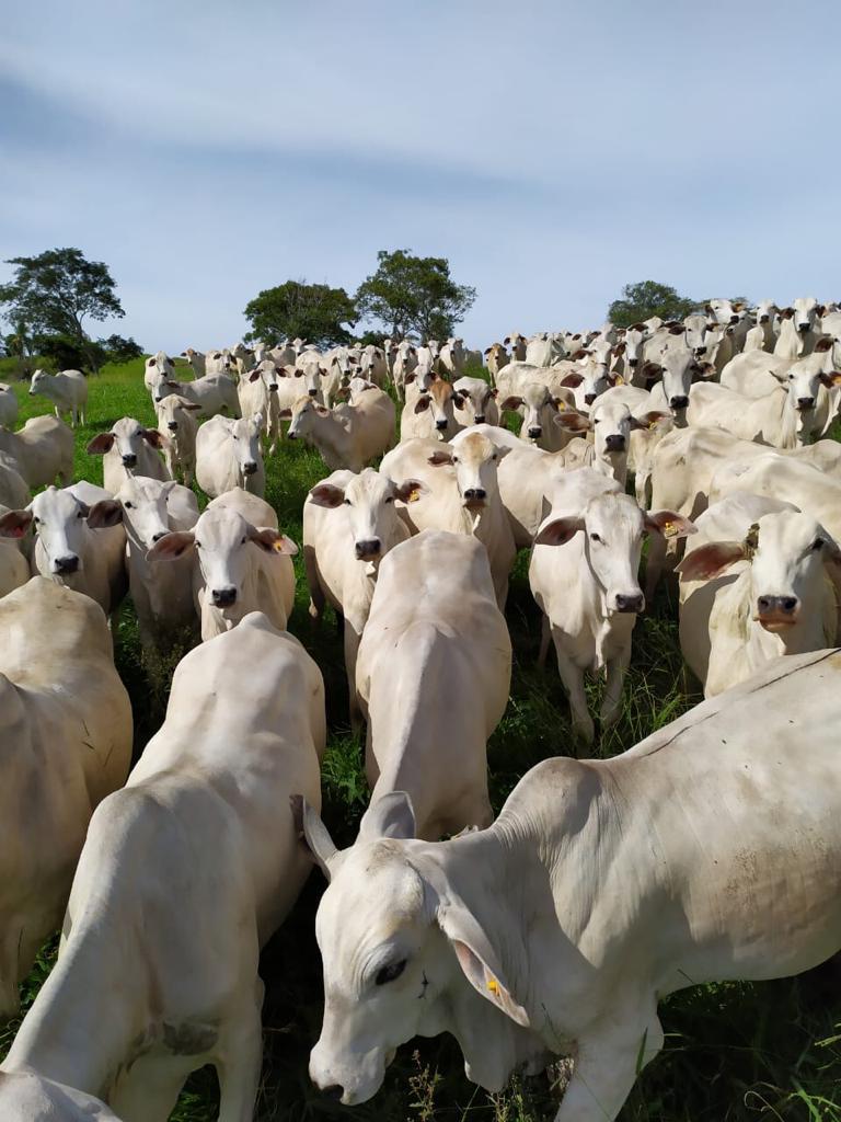 7º Leilao Top da Pecuária- Gado de Corte