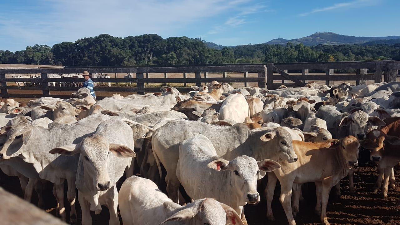 LEILÃO ESPECIAL GADO DE CORTE - MARQUINHO-PR
