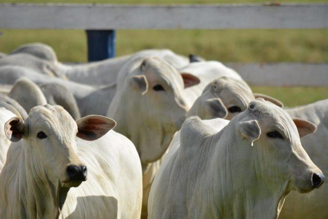 LEILÃO ESPECIAL GADO DE CORTE - PALMITAL-PR