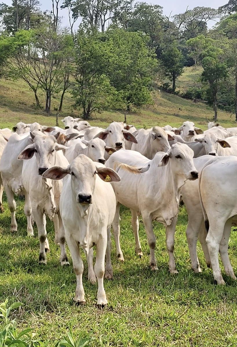 6º Leilão Amigos da Pecuária- Gado de Corte- GUARANIAÇU-PR