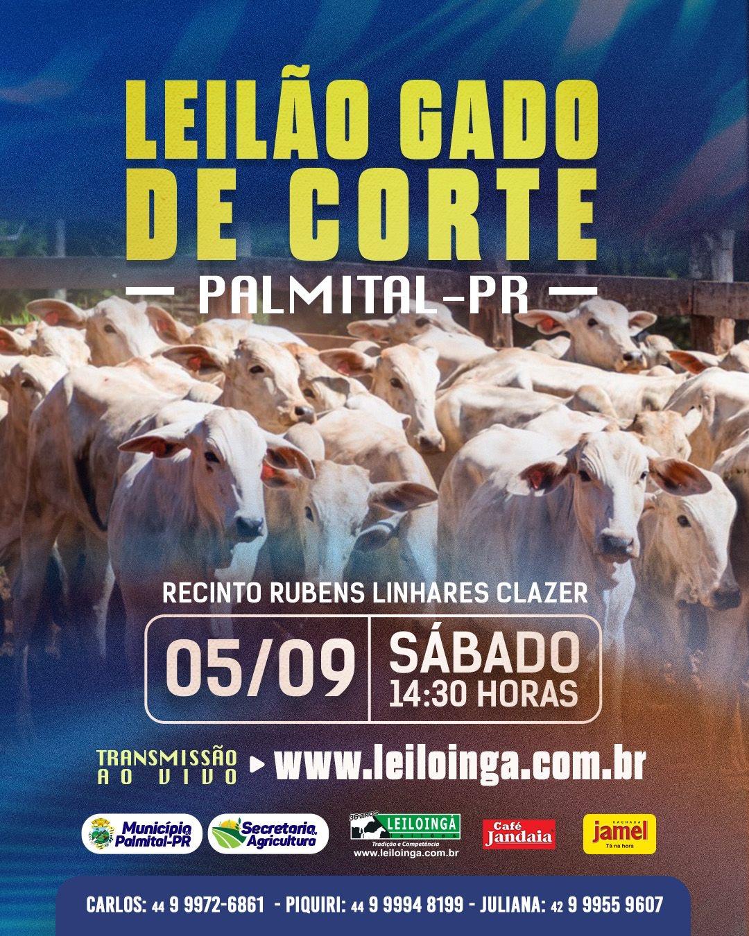Leilão gado de corte-Palmital- Pr 