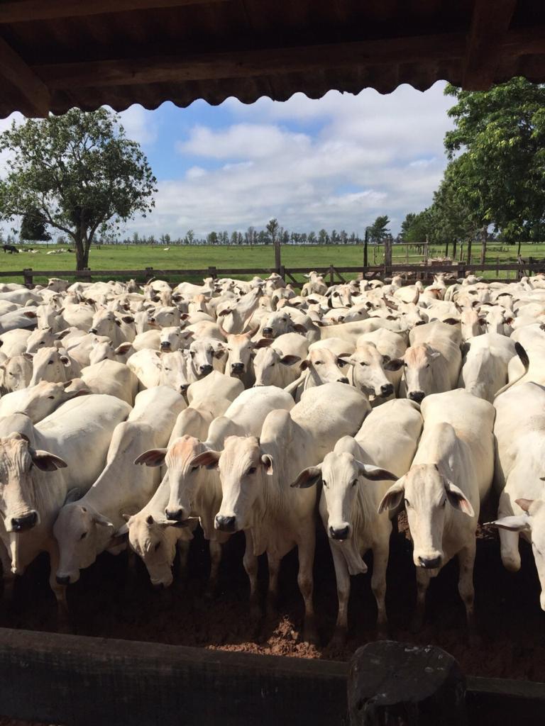 7º Leilao das Águas-Gado de Corte - Laranjeiras do Sul